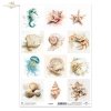 Muszle, małże, ślimak, perła, plaża, ocean, natura, akwarela, konik morski, meduza, jeżowiec, krab, rozgwiazda, fauna*Sea shells, clams, snail, pearl, beach, ocean, nature, watercolor, seahorse, jellyfish, sea urchin, crab, starfish, fauna